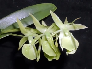 Bild von Epidendrum coriifolium 2